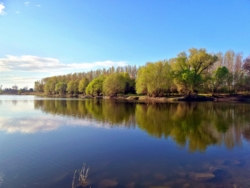 Flusslandschaft vor Bäumen
